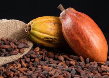 Giá Cacao Đóng Cửa Tăng Mạnh Do Sản Lượng Cacao Giảm Tại Bờ Biển Ngà