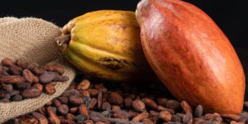 Giá Cacao Đóng Cửa Tăng Mạnh Do Sản Lượng Cacao Giảm Tại Bờ Biển Ngà