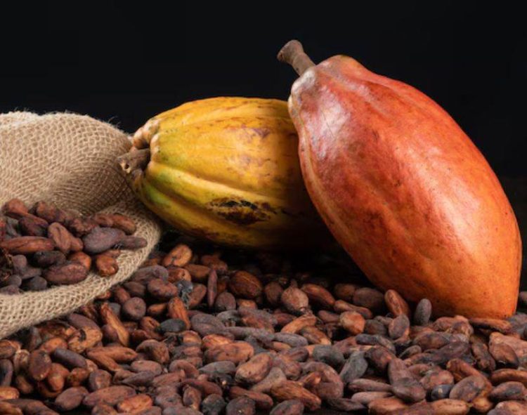 Giá Cacao Đóng Cửa Tăng Mạnh Do Sản Lượng Cacao Giảm Tại Bờ Biển Ngà