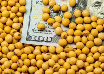 Giá Đậu Tương Tiếp Tục Giảm Bất Chấp Hoạt Động Xuất Khẩu