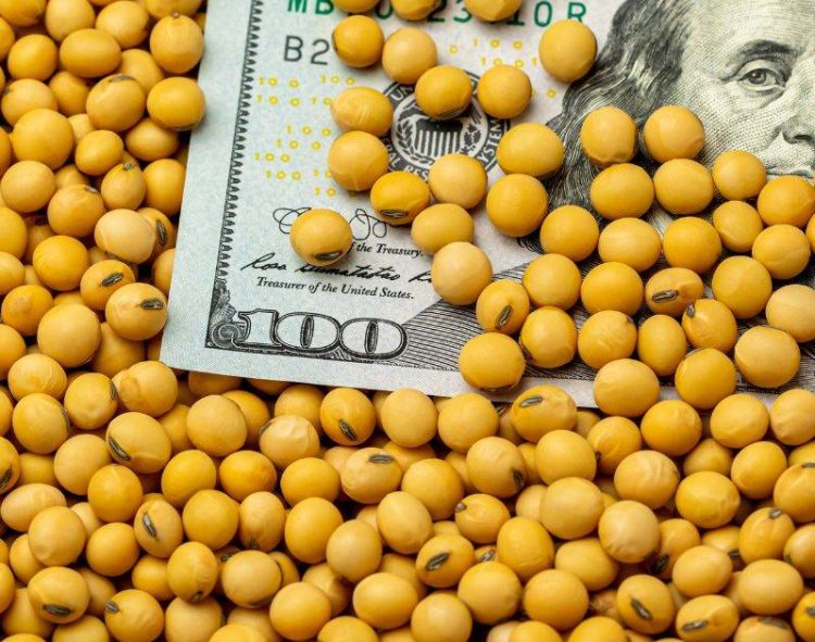 Giá Đậu Tương Tiếp Tục Giảm Bất Chấp Hoạt Động Xuất Khẩu