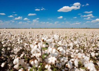 Giá Bông Bật Tăng Trong Phiên Giữa Tuần