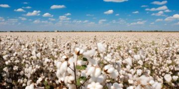 Giá Bông Bật Tăng Trong Phiên Giữa Tuần