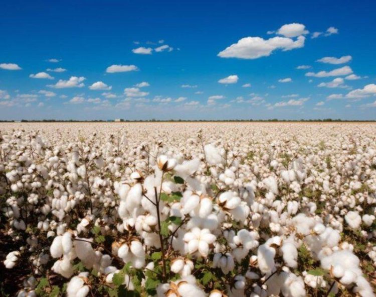 Giá Bông Bật Tăng Trong Phiên Giữa Tuần