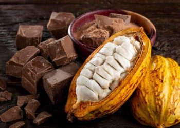 Giá Ca Cao Giảm Do Lo Ngại Rằng Giá Ca Cao Kỷ Lục Gần Đây Sẽ Dẫn Đến Giảm Nhu Cầu