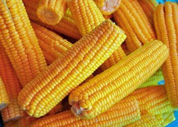 Giá Ngô Tìm Thấy Đà Tăng Khiêm Tốn