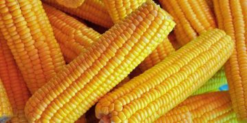 Giá Ngô Tìm Thấy Đà Tăng Khiêm Tốn