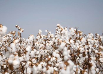 Giá Bông Biến Động Trái Chiều