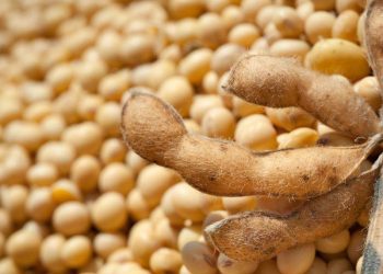 Giá Đậu Nành Được Hỗ Trợ Cho Đến Khi Đóng Cửa Phiên Giao Dịch