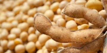 Giá Đậu Nành Được Hỗ Trợ Cho Đến Khi Đóng Cửa Phiên Giao Dịch