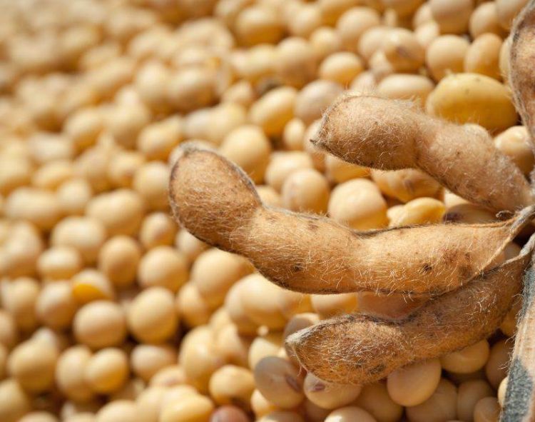 Giá Đậu Nành Được Hỗ Trợ Cho Đến Khi Đóng Cửa Phiên Giao Dịch