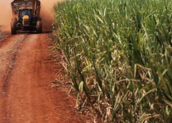 Giá Đường Giảm Xuống Mức Thấp Nhất Trong 2 Tuần