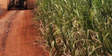 Giá Đường Giảm Xuống Mức Thấp Nhất Trong 2 Tuần