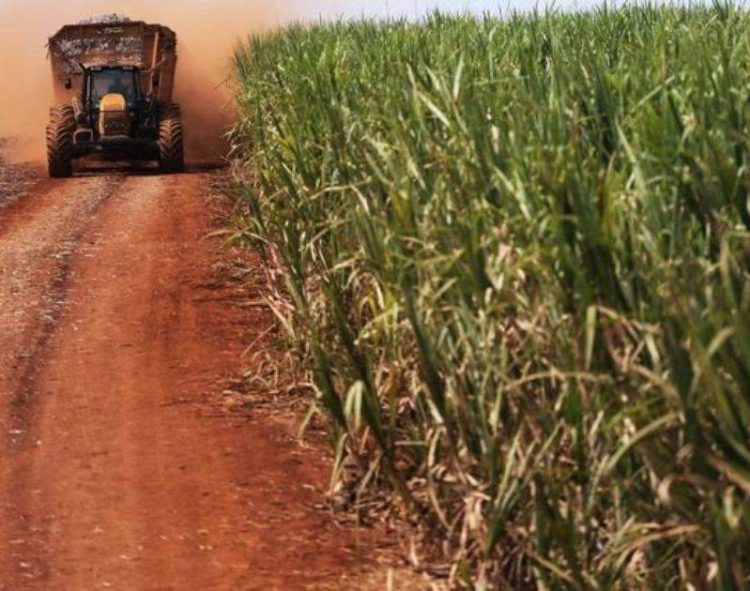 Giá Đường Giảm Xuống Mức Thấp Nhất Trong 2 Tuần