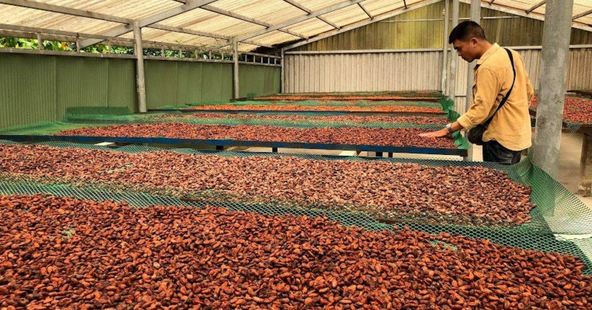 Giá Cacao Kết Thúc Phiên Giao Dịch Tăng Mạnh Do Nhu Cầu Cacao Cao Tại Châu Âu