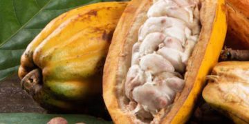 Giá Cacao Kết Thúc Phiên Giao Dịch Tăng Mạnh Do Nhu Cầu Cacao Cao Tại Châu Âu