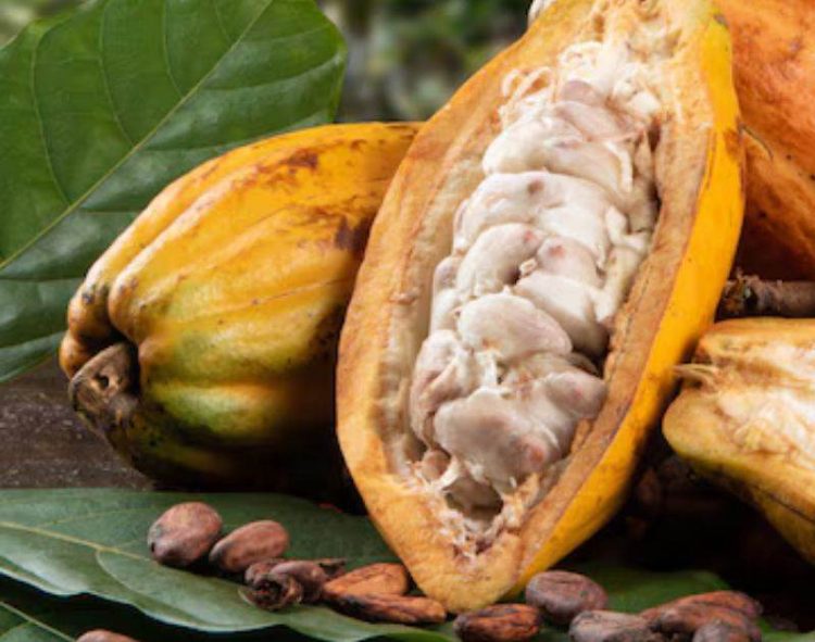 Giá Cacao Kết Thúc Phiên Giao Dịch Tăng Mạnh Do Nhu Cầu Cacao Cao Tại Châu Âu