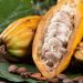 Giá Cacao Kết Thúc Phiên Giao Dịch Tăng Mạnh Do Nhu Cầu Cacao Cao Tại Châu Âu