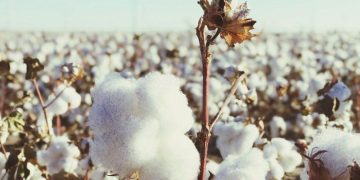 Giá Bông Tăng Cao Hơn Do Đồng Đô La Yếu Đi