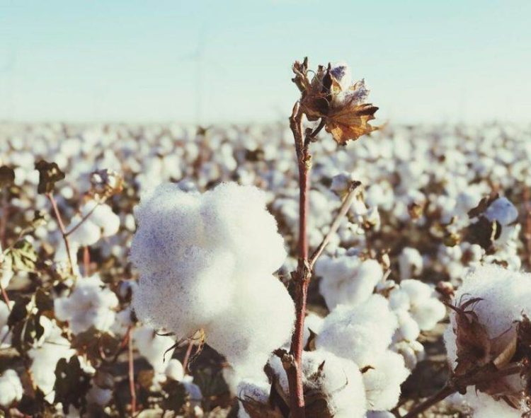 Giá Bông Tăng Cao Hơn Do Đồng Đô La Yếu Đi