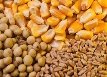 Giá Lúa Mì, Đậu Nành Và Ngô Giảm Trước Khi Báo Cáo Wasde Được Công Bố Vào Ngày 12 Tháng 7 Năm 2024