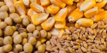 Giá Lúa Mì, Đậu Nành Và Ngô Giảm Trước Khi Báo Cáo Wasde Được Công Bố Vào Ngày 12 Tháng 7 Năm 2024