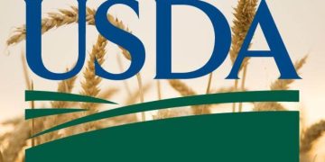 Các Nhà Phân Tích Của Bộ Nông Nghiệp Mỹ Usda Nâng Dự Báo Sản Lượng Lúa Mì Thế Giới Chủ Yếu Do Tác Động Của Thị Trường Mỹ Mỹ