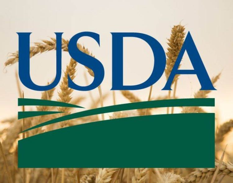 Các Nhà Phân Tích Của Bộ Nông Nghiệp Mỹ Usda Nâng Dự Báo Sản Lượng Lúa Mì Thế Giới Chủ Yếu Do Tác Động Của Thị Trường Mỹ Mỹ