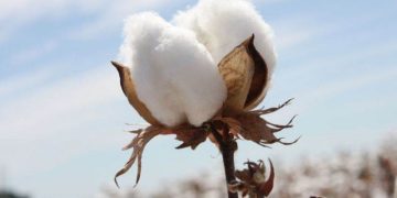 Giá Bông Tăng Vào Thứ Hai