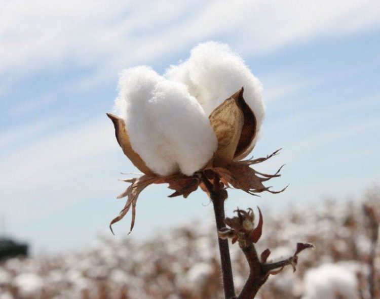 Giá Bông Tăng Vào Thứ Hai