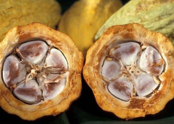 Sản Lượng Cacao Ghana Chỉ Bằng Một Nửa Mức Trung Bình Khi Thu Hoạch Gần Như Hoàn Tất