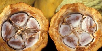 Sản Lượng Cacao Ghana Chỉ Bằng Một Nửa Mức Trung Bình Khi Thu Hoạch Gần Như Hoàn Tất