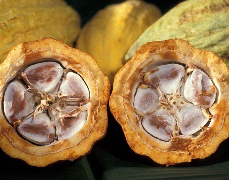 Sản Lượng Cacao Ghana Chỉ Bằng Một Nửa Mức Trung Bình Khi Thu Hoạch Gần Như Hoàn Tất