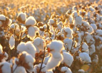 Giá Bông Giảm Vào Sau Đà Tăng Vào Hôm Trước