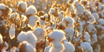 Giá Bông Giảm Vào Sau Đà Tăng Vào Hôm Trước