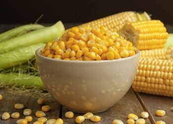 Ngô Đảo Chiều Tăng Trở Lại