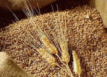 Lúa Mì Giảm Trở Lại Vào Lúc Đóng Cửa Phiên