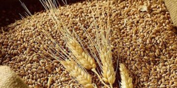 Lúa Mì Giảm Trở Lại Vào Lúc Đóng Cửa Phiên