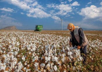 Giá Bông Quay Lại Mức Giao Dịch Cao Hơn