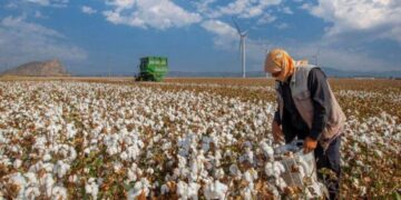 Giá Bông Quay Lại Mức Giao Dịch Cao Hơn