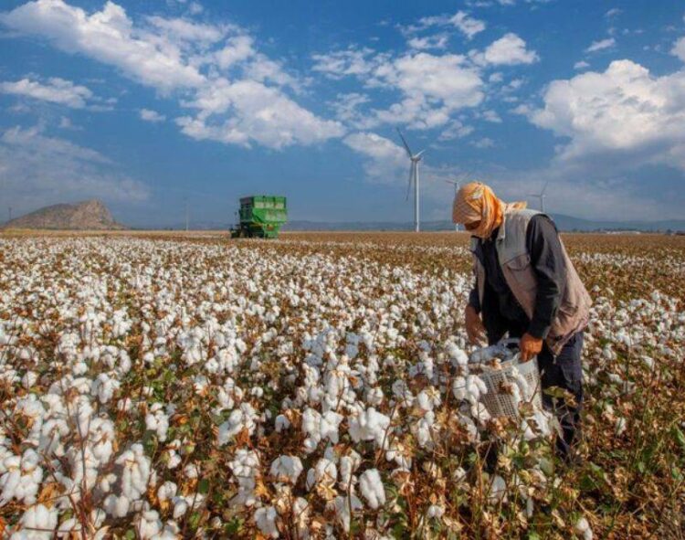 Giá Bông Quay Lại Mức Giao Dịch Cao Hơn