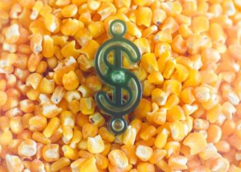 Giá Ngô Tiếp Tục Đà Tăng