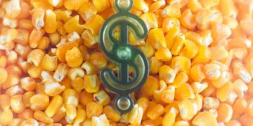 Giá Ngô Tiếp Tục Đà Tăng