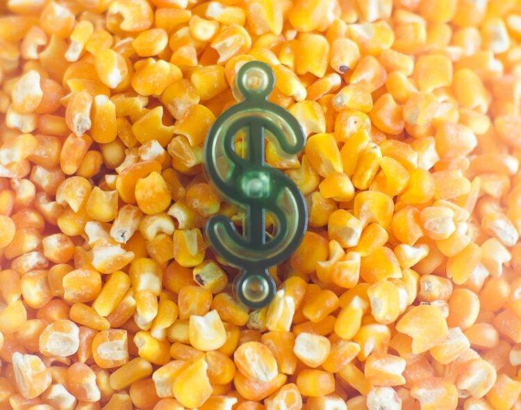 Giá Ngô Tiếp Tục Đà Tăng