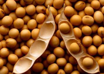 Giá Đậu Tương Giảm Trở Lại Vào Phiên Đóng Cửa Của Hôm Nay