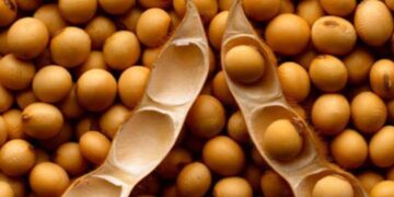 Giá Đậu Tương Giảm Trở Lại Vào Phiên Đóng Cửa Của Hôm Nay