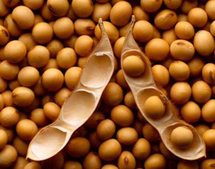 Giá Đậu Tương Giảm Trở Lại Vào Phiên Đóng Cửa Của Hôm Nay