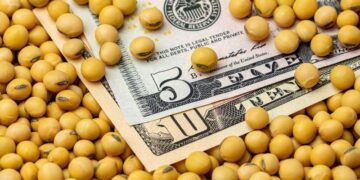 Giá Đậu Tương Biến Động Vào Hôm Nay, Với Đậu Tương Vụ Trước Được Hỗ Trợ Bởi Giá Khô Đậu Nành