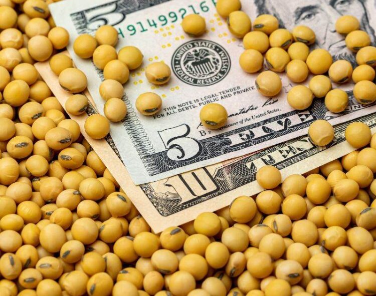 Giá Đậu Tương Biến Động Vào Hôm Nay, Với Đậu Tương Vụ Trước Được Hỗ Trợ Bởi Giá Khô Đậu Nành