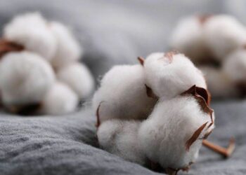 Giá Bông Duy Trì Mức Tăng Đầu Phiên Cho Đến Giữa Phiên Giao Dịch